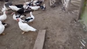 Как Мускусные утки (индоутки) спариваются