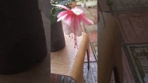 фуксия El Camino сама нежность