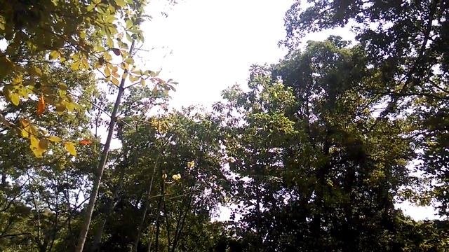 Летучие собаки.Симиланские острова.Тайланд смотреть онлайн