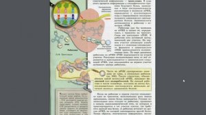 Биология (Л.Н.Сухорукова) 10-11к §26 Генетический код. Биосинтез белков.