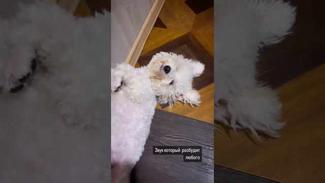 Вставай