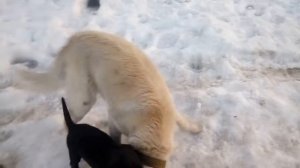 Метис питбуля и лабрадора 1,5 мес.