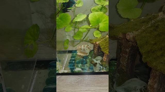 ЗАВОДИТЕ СЕБЕ РЫБОК! НЕ ПОЖАЛЕЕТЕ! АКВАРИУМ НА КУХНЕ СПОСОБСТВУЕТ ВКУСНОМУ ПРИГОТОВЛЕНИЮ ПИЩИ!?? смотреть онлайн