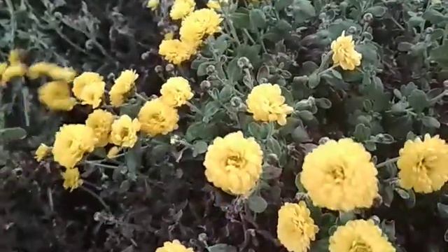 хризантема Скайфол елоу каскад перед зимой смотреть онлайн