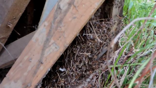 Снос Старого сарая. Благоустройство территории. смотреть онлайн