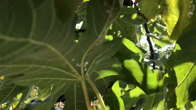 256. Осень В Крымском Саду. Алупка. Что Ещё Цветёт? смотреть онлайн