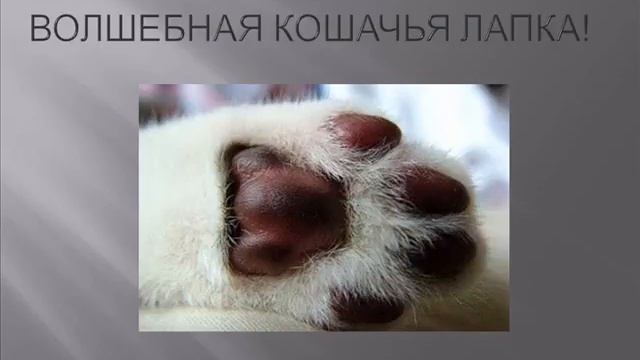 Волшебная кошачья лапка смотреть онлайн