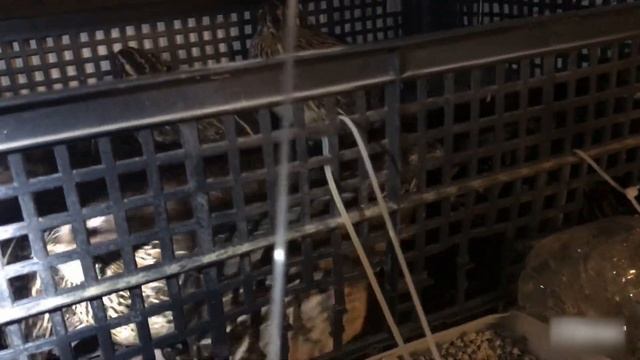 КЛЕТКА для ПЕРЕПЕЛ из пластиковых ящиков своими руками зимой | Дневник птицевода №11