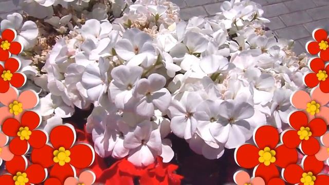 Это Тебе Просто Так Красивые Цветы?Цветы для Тебя?Красивые Цветы для Друзей