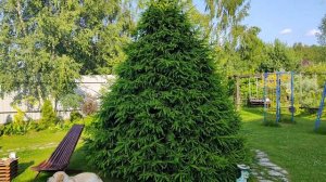 КАК ФОРМИРОВАТЬ ПЫШНУЮ ЕЛЬ/ВЛОГ