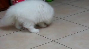 Персидский котенок Барсик