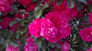 Роза плетистая " Эксцельза"