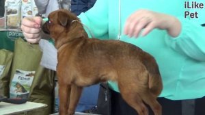 Пти-брабансон на ilikepet. Особенности породы, уход