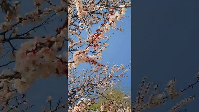 Любуйтесь этим миром не спеша... смотреть онлайн