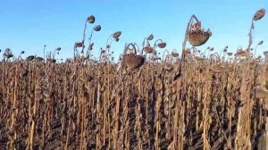 Уборка нашего подсолнуха между дождями💦, урожай радует🤑, комбайн Нива в деле😎