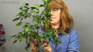 Сращивание фикусов Бенджамина (ч.3).
