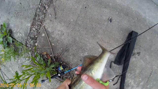 Конец мая 2018, ловля судака смотреть онлайн