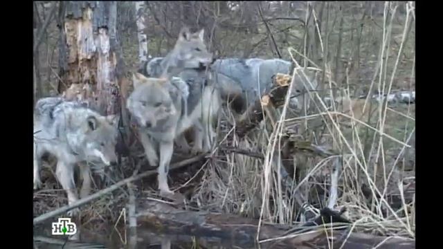 Дикий мир - "Лупу съест-1" (25.05.13) смотреть онлайн