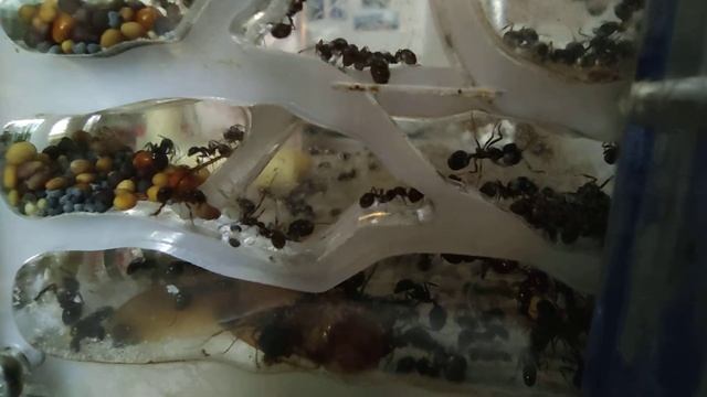 Степной муравей-жнец messor structor в мини-формикарии смотреть онлайн