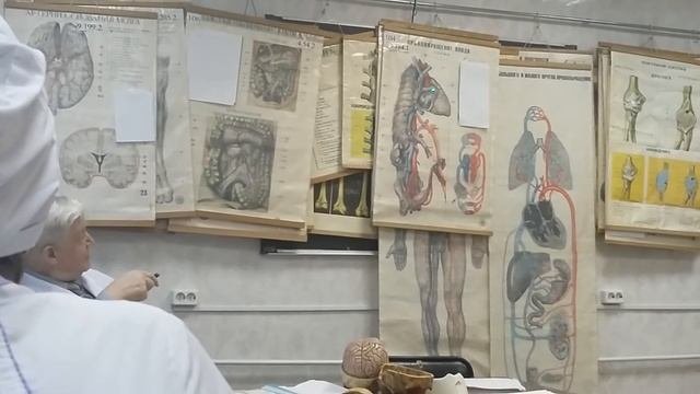 Кровообращение плода. Анатомия