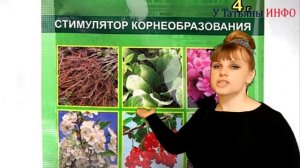 Черенкование роз в картофеле. Лучший способ укоренения черенками в картофеле. Как вырастить розы.
