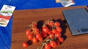 Томат Черри Верра F1. Прекрасный гибрид от агрофирмы Партнёр.