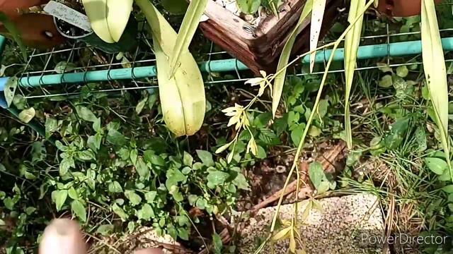 The Blooms, the whole blooms, & nothing but the blooms. so help me Freyr. смотреть онлайн