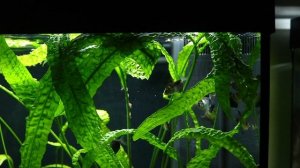 My Two Planted Tetra Fish Tank Setups | Juwel Lido 200