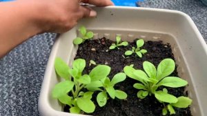 Update #4: Dollar Store Marigolds Petunia & Free Seeds