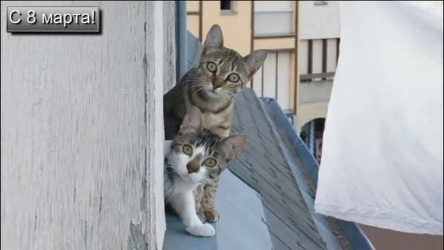 Поздравление с 8 марта!!! Мартовские коты поздравляют всех женщин!(CatsLIVE)