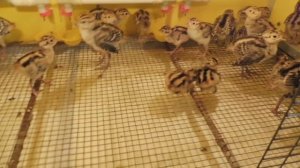 ИНКУБАЦИЯ яиц ФАЗАНОВ 12/06/2022/ Отличный РЕЗУЛЬТАТ неправильной инкубации с нарушением всех норм