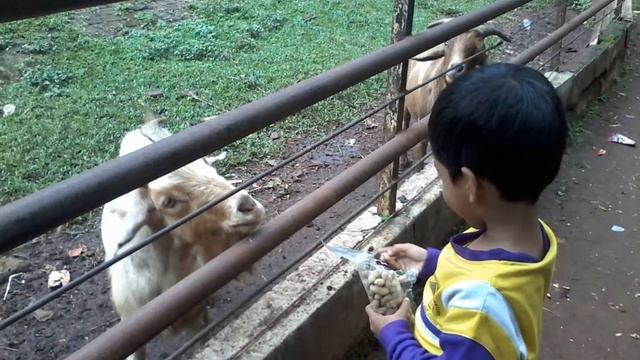 Wonderful: Memories at The Zoo (Bandung, West Java, Indonesia) смотреть онлайн