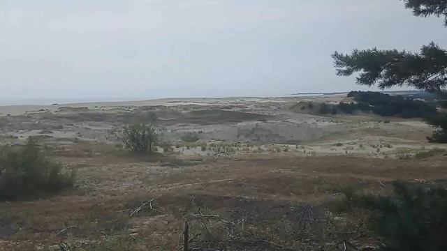 Куршская коса, Высота Эфа, Калининградская область, дюны.