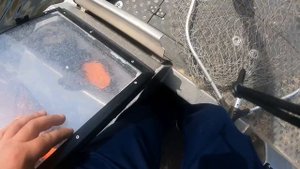 Берш, рыбалка на Оке!