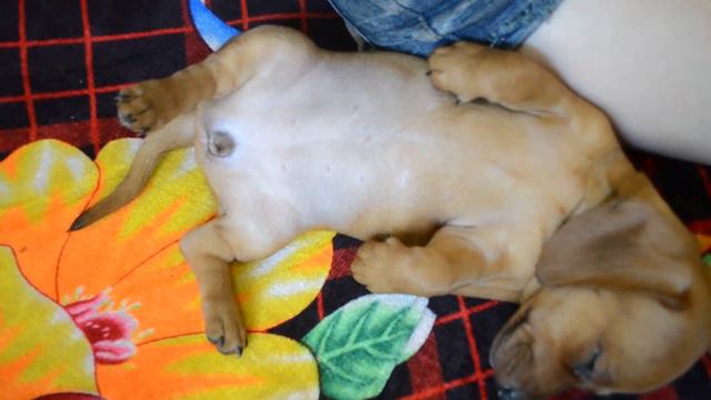 Щенок таксы прикольно спит смотреть онлайн