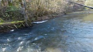 Хариус, ленок, начало октября 2021 г. в Приморском крае.