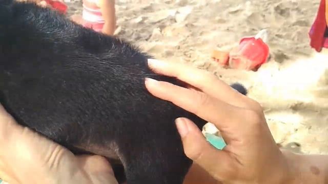 Вытащить клеща у собаки. Спасаем бездомного щенка от огромного тропического клеща. смотреть онлайн