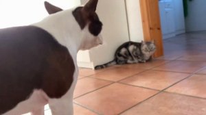 Кошка с собакой | Boston Terrier with cat | собака гоняет кошку