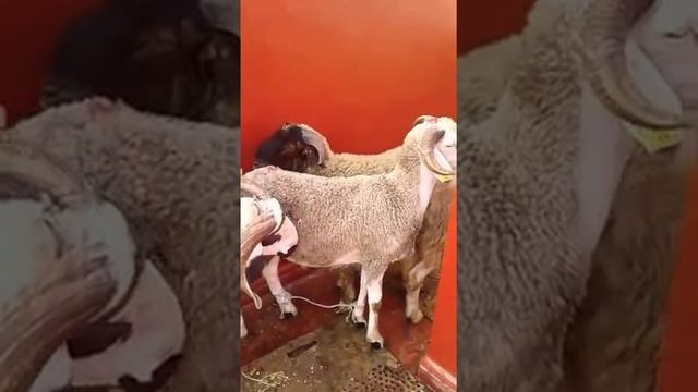 ? КАК ВЫГЛЯДИТ МАРОККАНСКИЙ БАРАН ? Mouton marocain ? Moroccan sheep ? смотреть онлайн