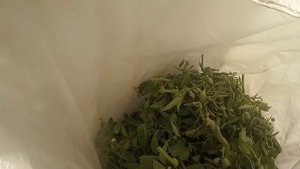 Компост из ботвы томатов.Что делать с ботвой. Мой способ.