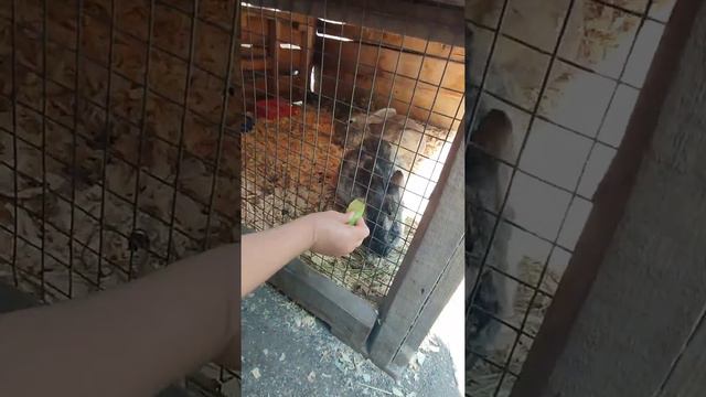 Контактный зоопарк🐐🐖🐇 смотреть онлайн