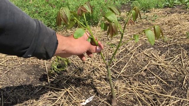 Обрезка и формировка ореха грецкого. Однолетки Кочерженко. Часть 2