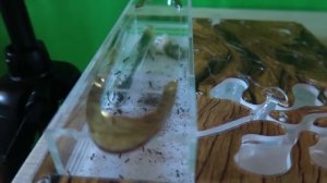 ПЕРВАЯ МУРАВЬИНАЯ ФЕРМА с муравьями ЗАСЕЛЕНИЕ КАК УХАЖИВАТЬ