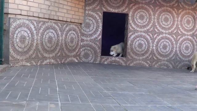 Щенки алабая, среднеазиатской овчарки www.r-risk.ru +79262205603 Татьяна Ягодкина смотреть онлайн