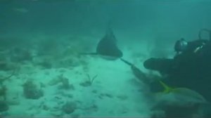 Нападение Карибской акулы.White shark attack in the Caribbean.