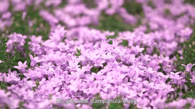 Piet Kuivenhoven – Züchter von Campanula Adansa et Ambella (German) смотреть онлайн
