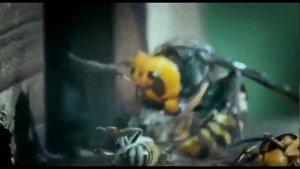 10000 пчел против 30 шершней