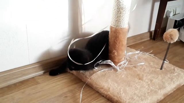 Черный шотландский вислоухий котенок играет с шариками смотреть онлайн