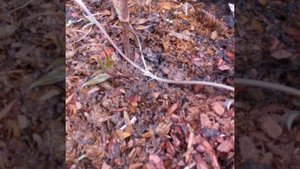 Как увеличить объём клематиса и размножить любимый куст