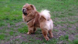 Чау чау. Плюсы и минусы, Цена, Как выбрать, Факты, Уход, История